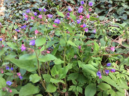 Plancia ëd Pulmonaria obscura Dumort.