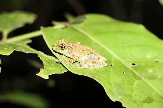 Imagem de Spinomantis aglavei (Methuen & Hewitt 1913)