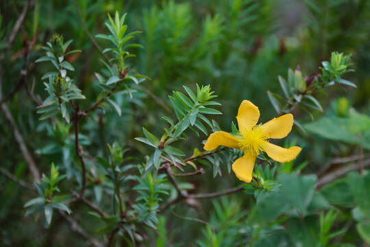 Image of Hypericum styphelioides A. Rich.