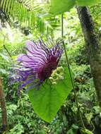 Imagem de Passiflora crassifolia Killip