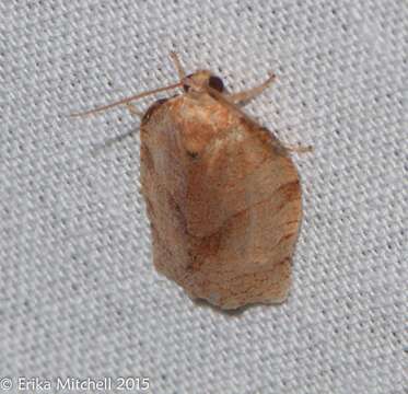 Choristoneura rosaceana Harris 1841的圖片