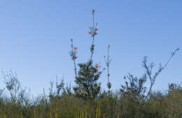 Image of Lambertia inermis R. Br.