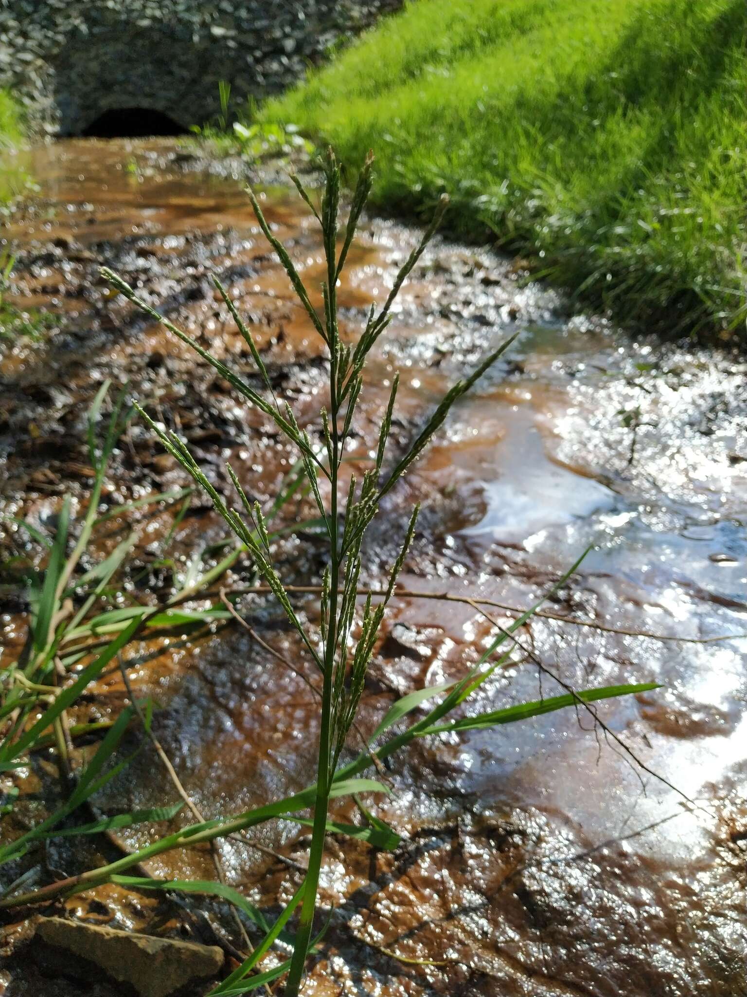 صورة Glyceria notata Chevall.