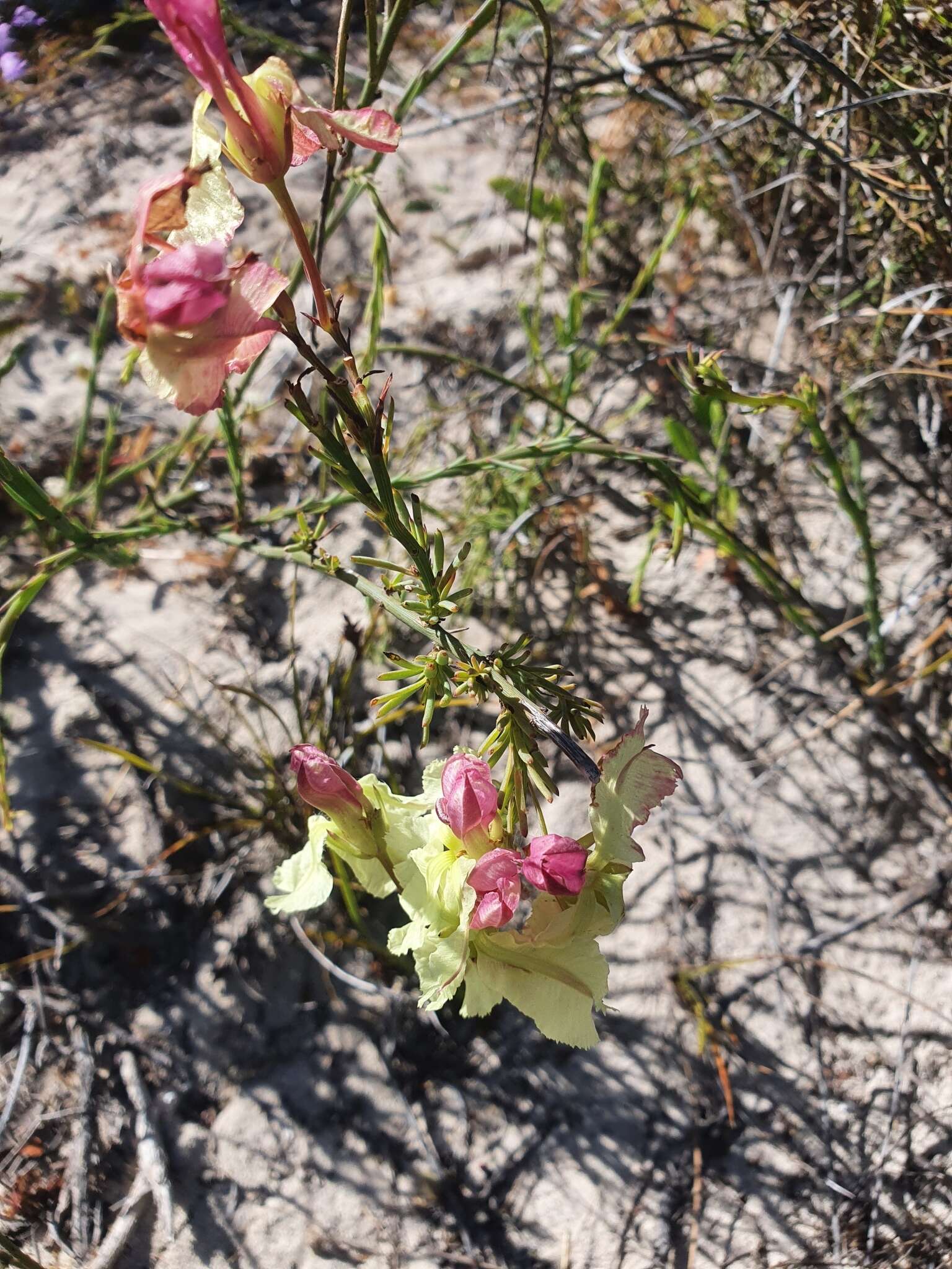 Image of Yellow Leschenaultia