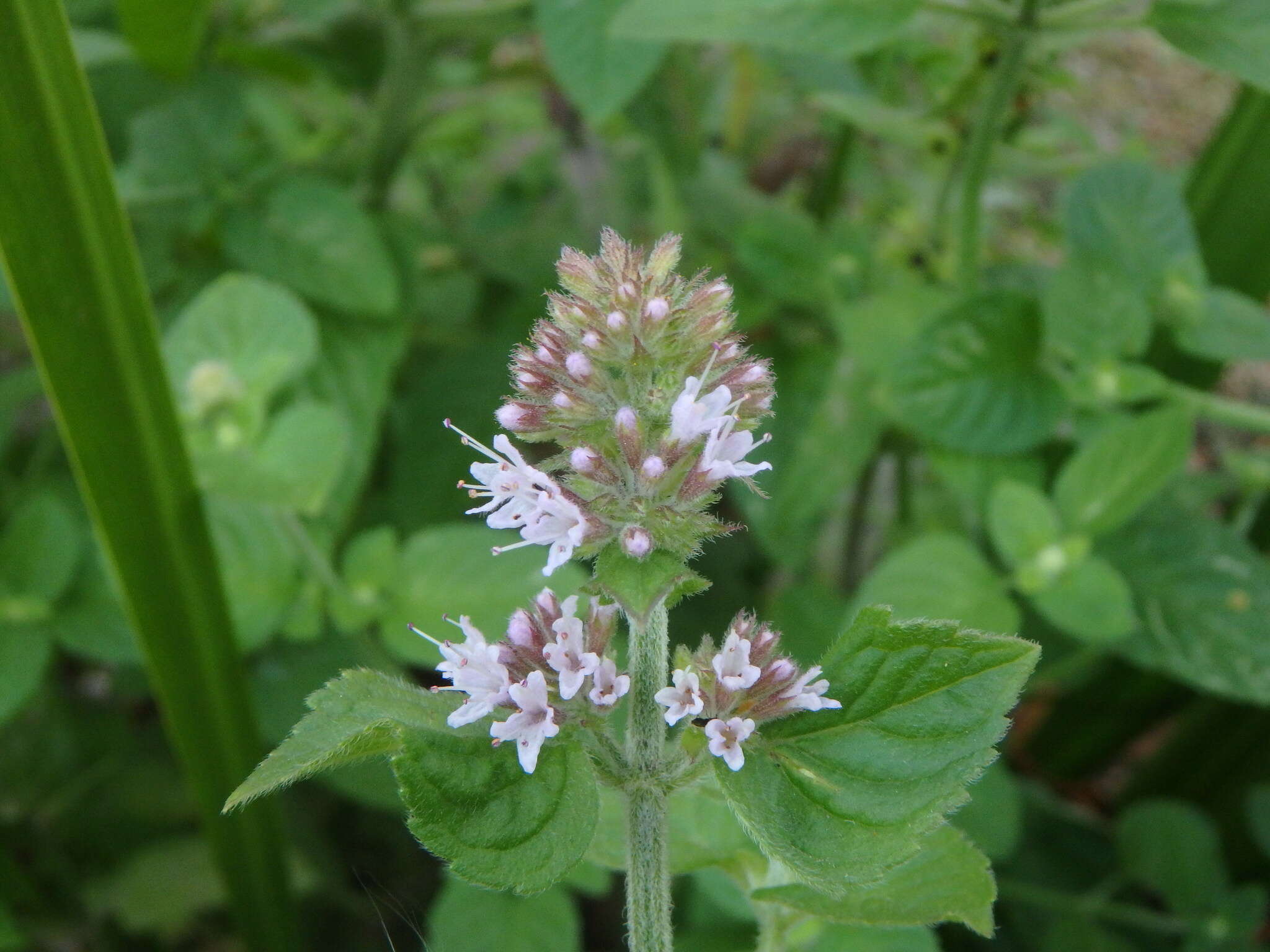 Image of Water Mint