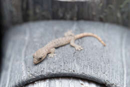 Слика од Hemiphyllodactylus hongkongensis Sung, Lee, Ng, Zhang & Yang 2018