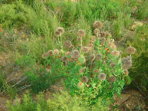 Imagem de Leonotis ocymifolia (Burm. fil.) Iwarsson