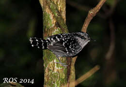 Image of Scaled Antbird