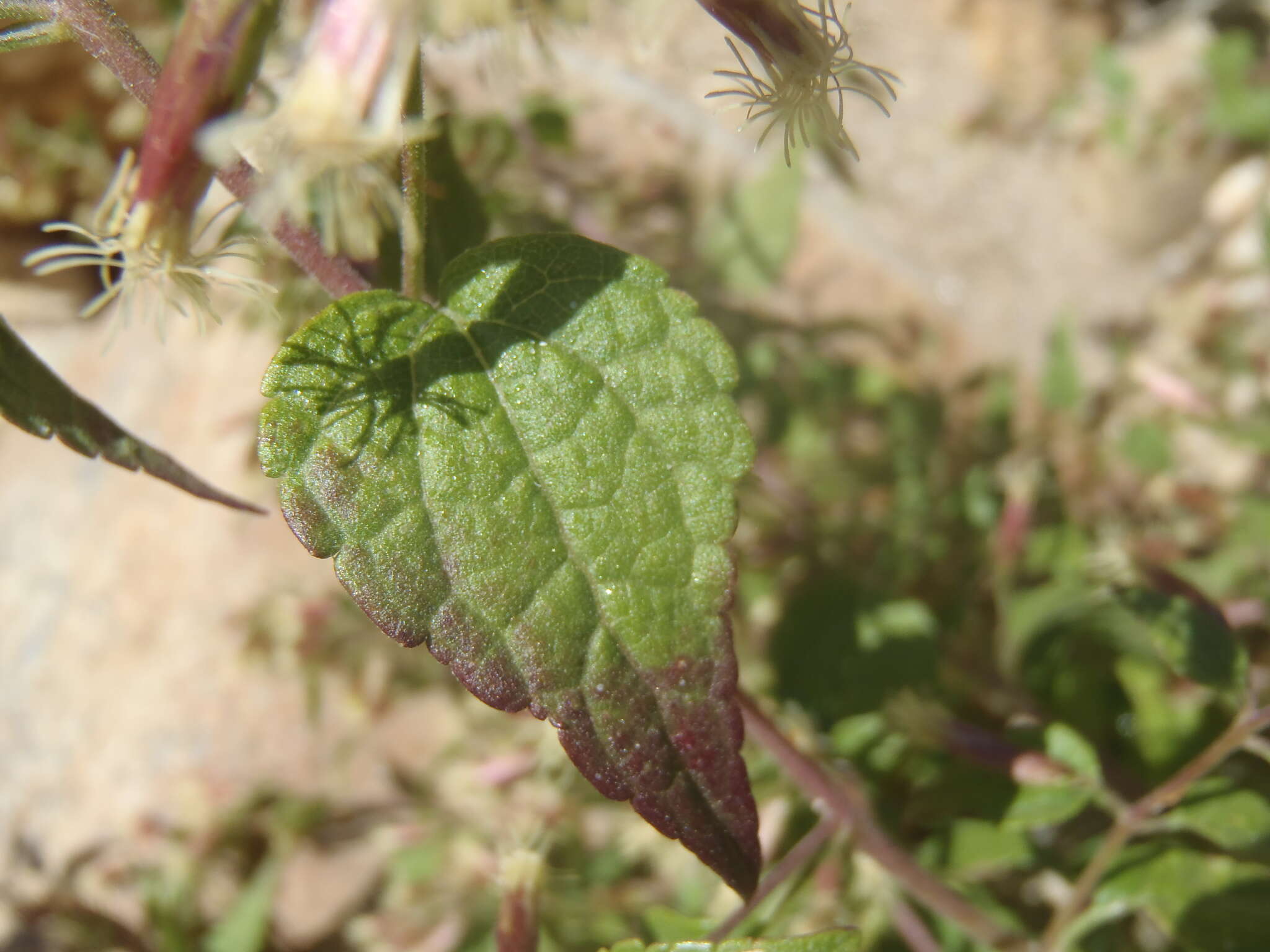 Plancia ëd Brickellia rusbyi A. Gray