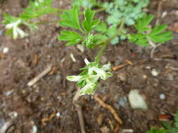 Image de Corydalis capnoides (L.) Pers.