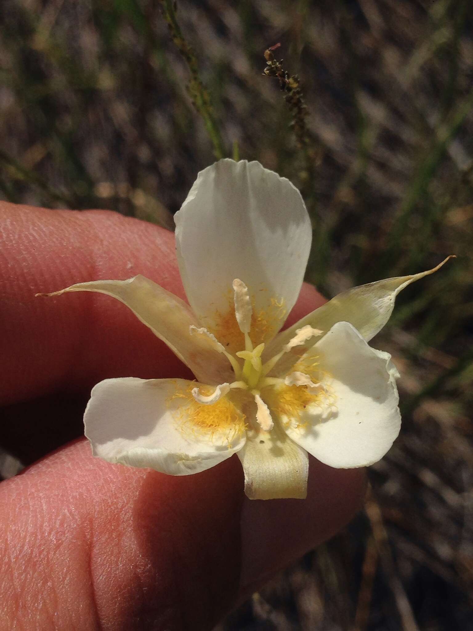 Image of Palmer's mariposa lily