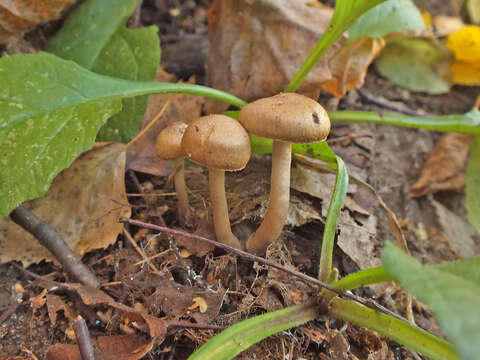 Imagem de Inocybe langei R. Heim 1931