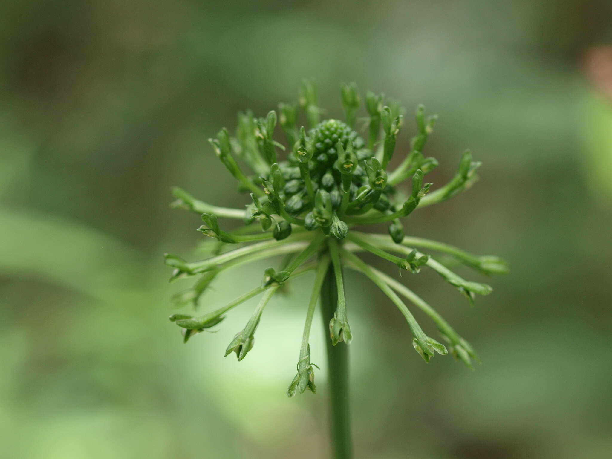 Image of Malaxis crispifolia (Rchb. fil.) Kuntze