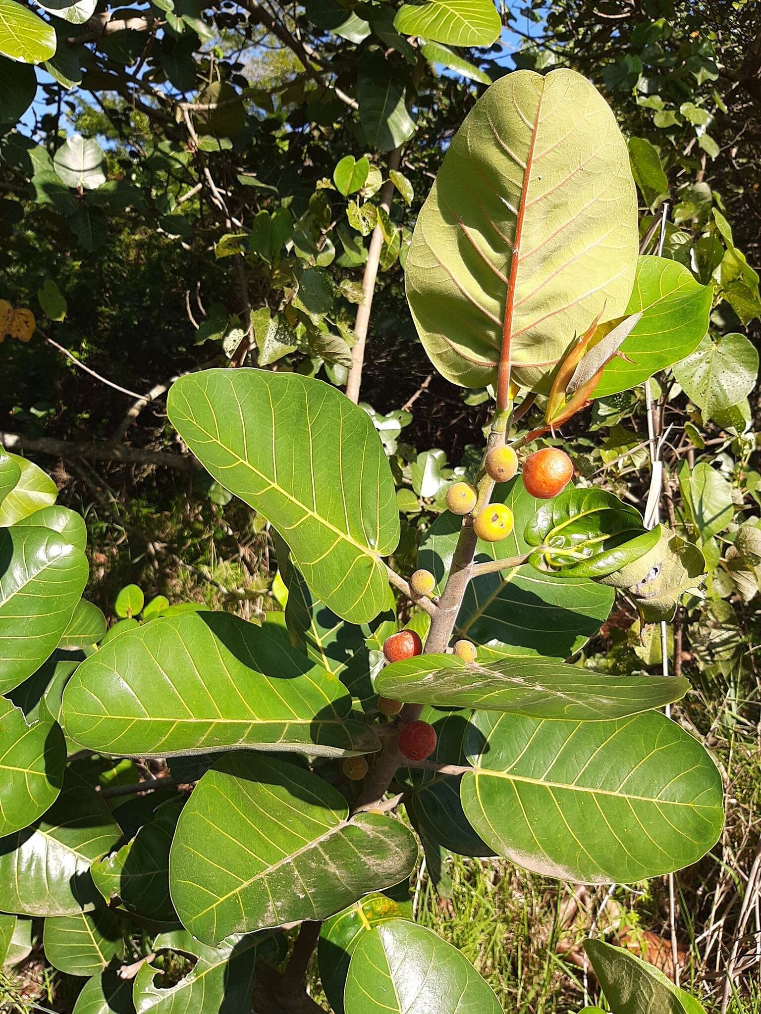 Image of Ficus trichopoda Bak.