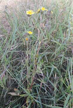 Image of Potentilla recta subsp. obscura (Willd.) Arcang.