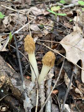 Image of Morchella diminutiva M. Kuo, Dewsbury, Moncalvo & S. L. Stephenson 2013