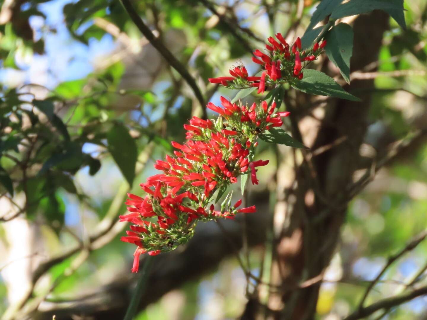 Russelia verticillata Kunth resmi