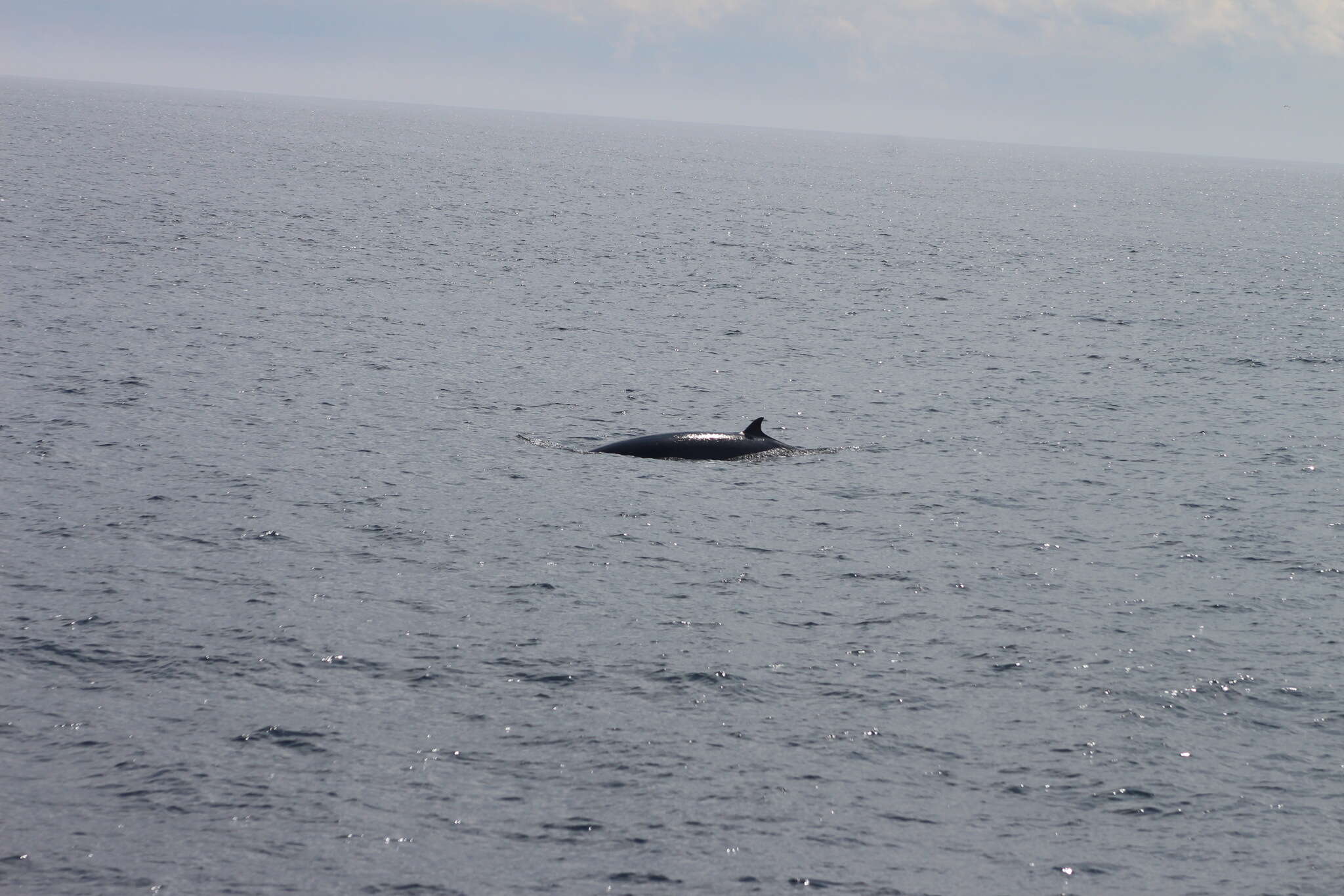 Image of Common Minke Whale