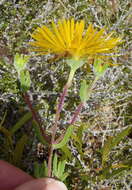 Imagem de Drosanthemum bicolor L. Bol.