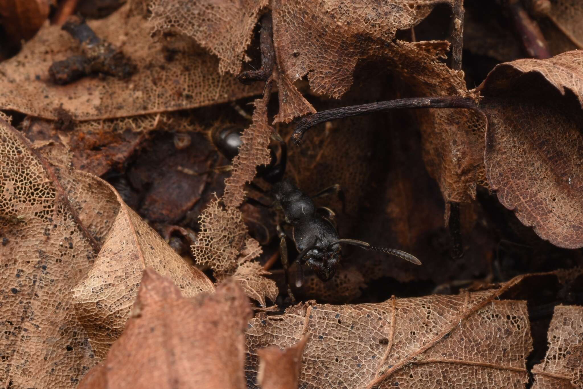 Imagem de <i>Ectomomyrmex javanus</i>