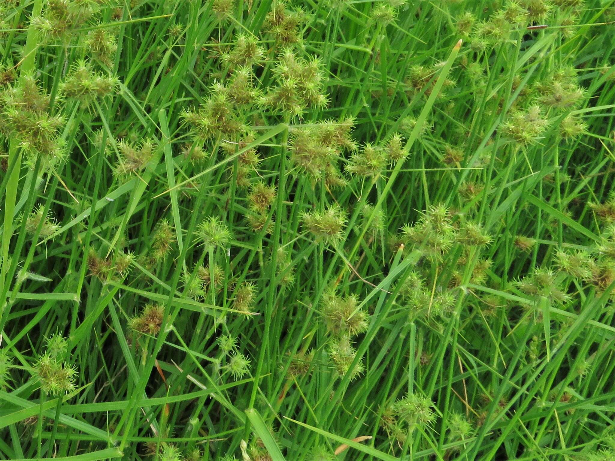 Image of western umbrella-sedge