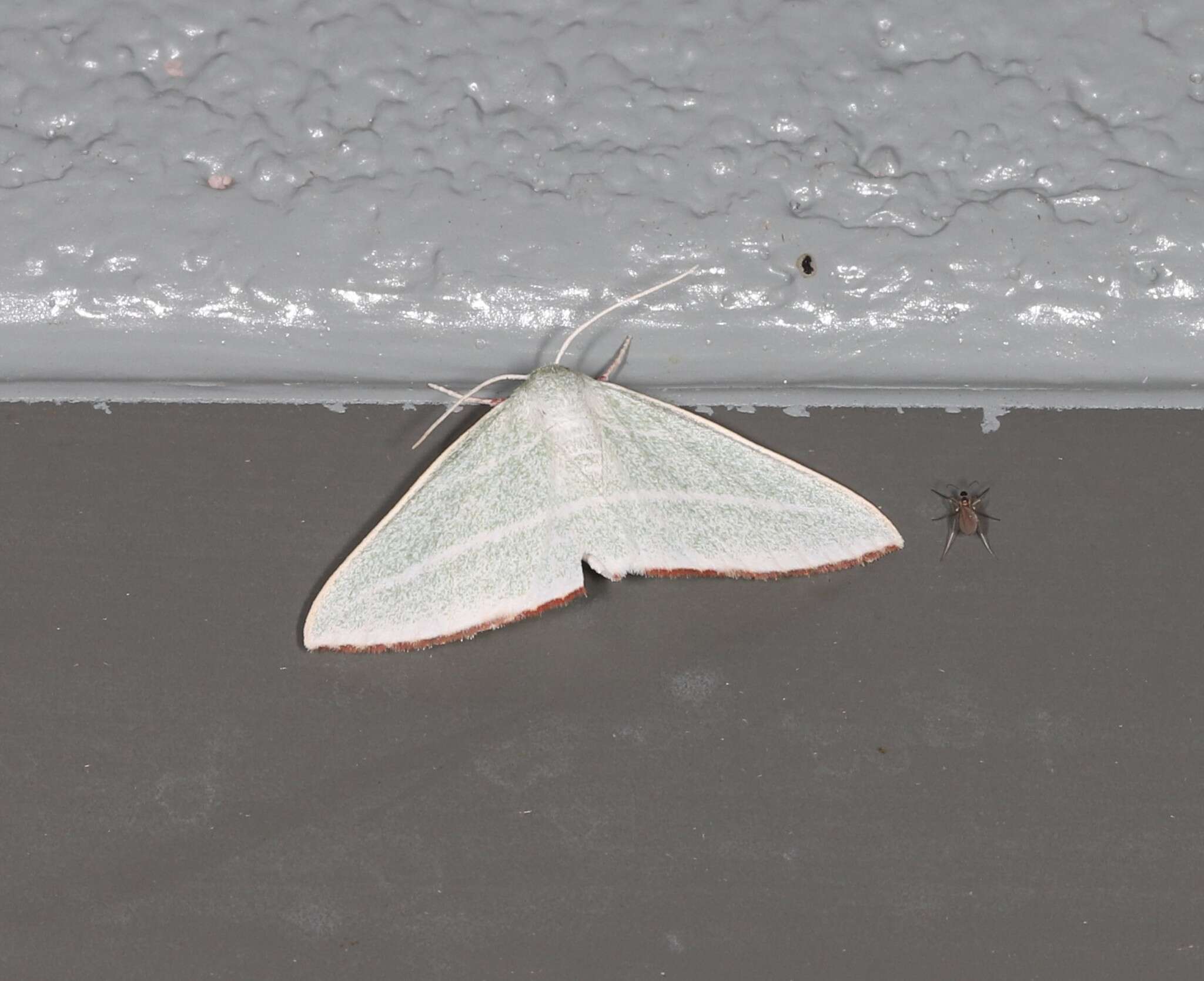 Image of Oenochroma infantilis Prout 1910