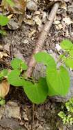 Image de Aristolochia pallida Willd.