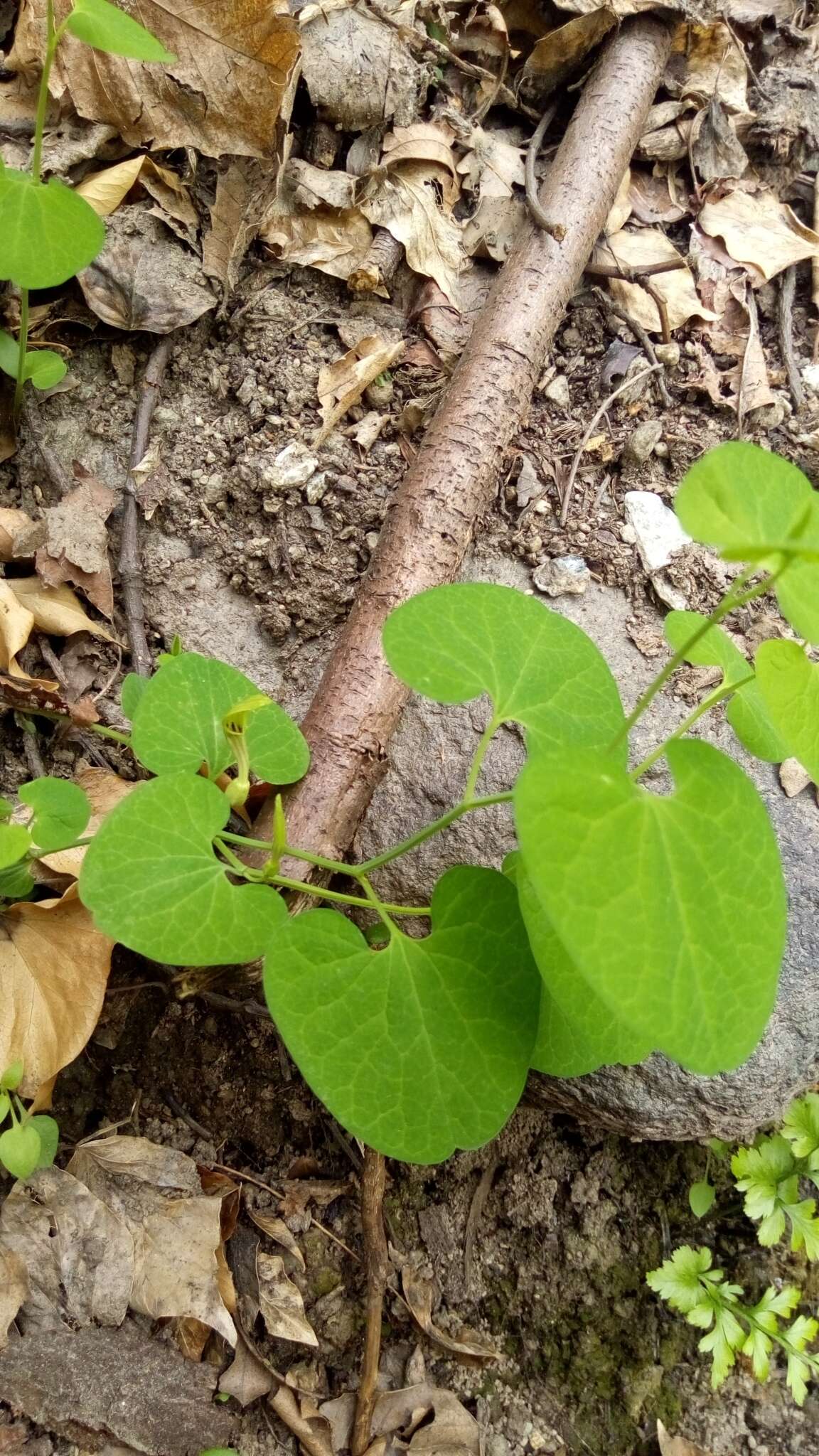 Image de Aristolochia pallida Willd.