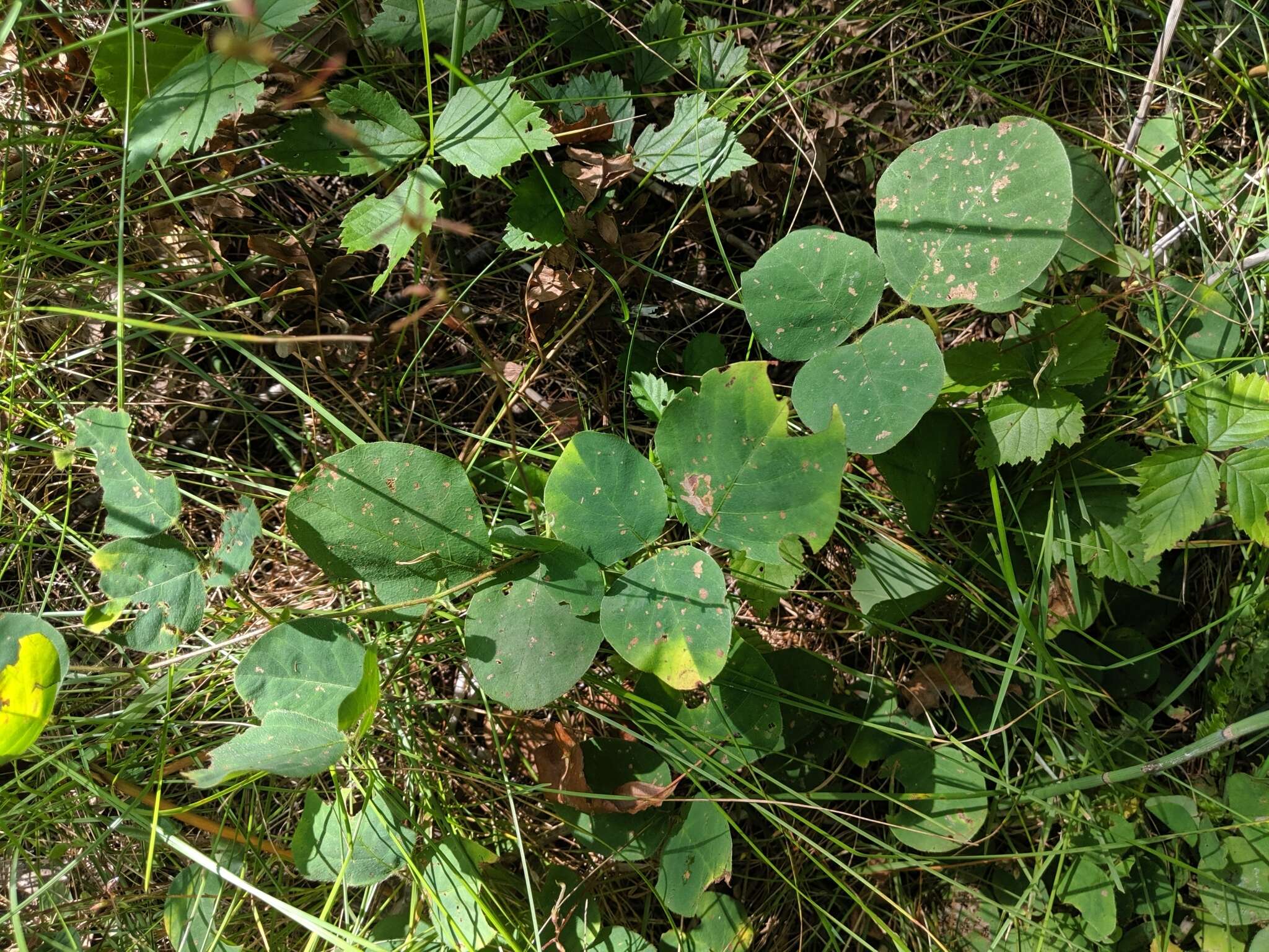 Sivun Desmodium rotundifolium (Michx.) DC. kuva