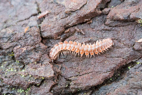 Image of Pseudopolydesmus serratus (Say 1821)