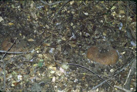 Image of Hydnora esculenta Jumelle & Perrier