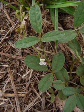 Image of Teramnus labialis subsp. labialis