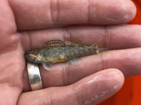 Image of Greenthroat Darter