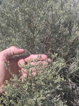 Imagem de Ericameria nauseosa var. speciosa (Nutt.) G. L. Nesom & G. I. Baird