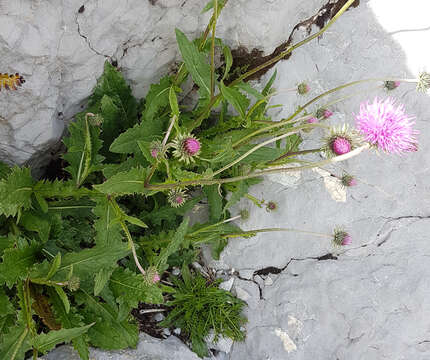 Image of alpine thistle