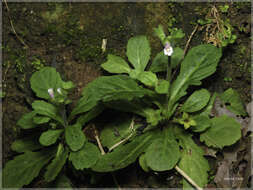 Image of Mazus goodeniifolius (Hornem.) Pennell