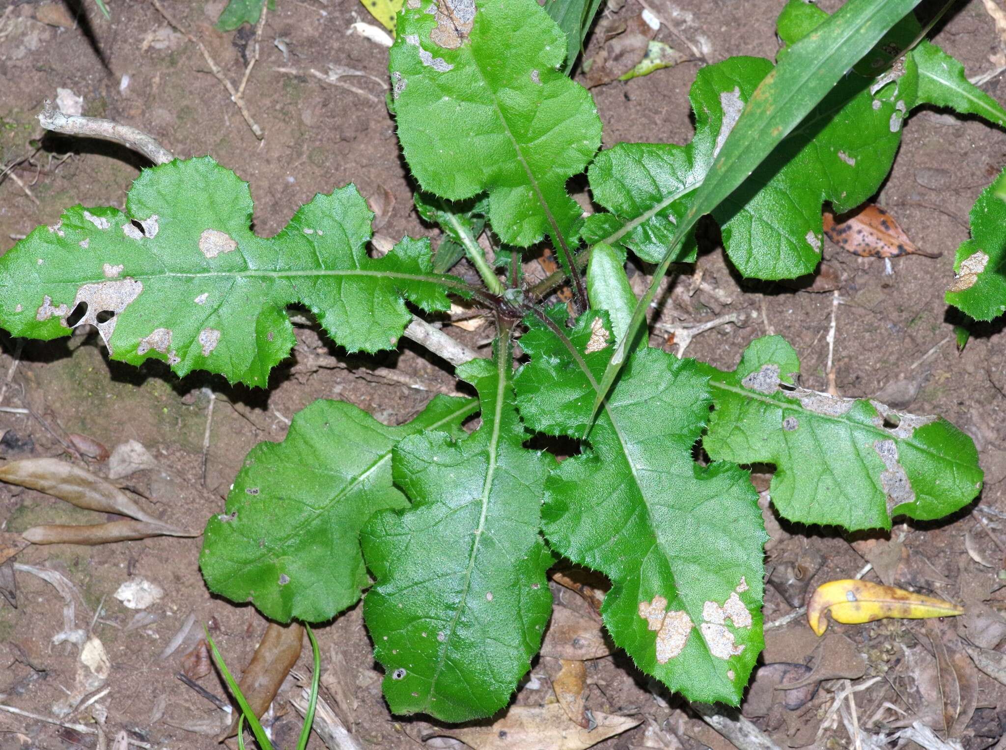 Image of Berkheya erysithales (DC.) Roessler