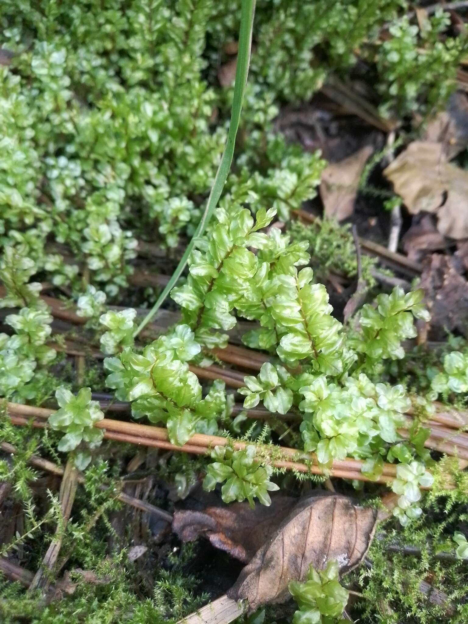 Image of pseudobryum moss