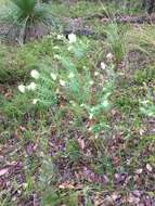 Image of Pimelea spectabilis Lindl.