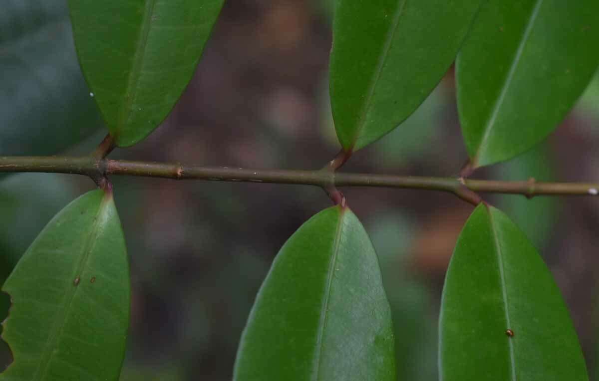 Image de Melodinus acutiflorus F. Müll.