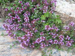 صورة Thymus praecox Opiz