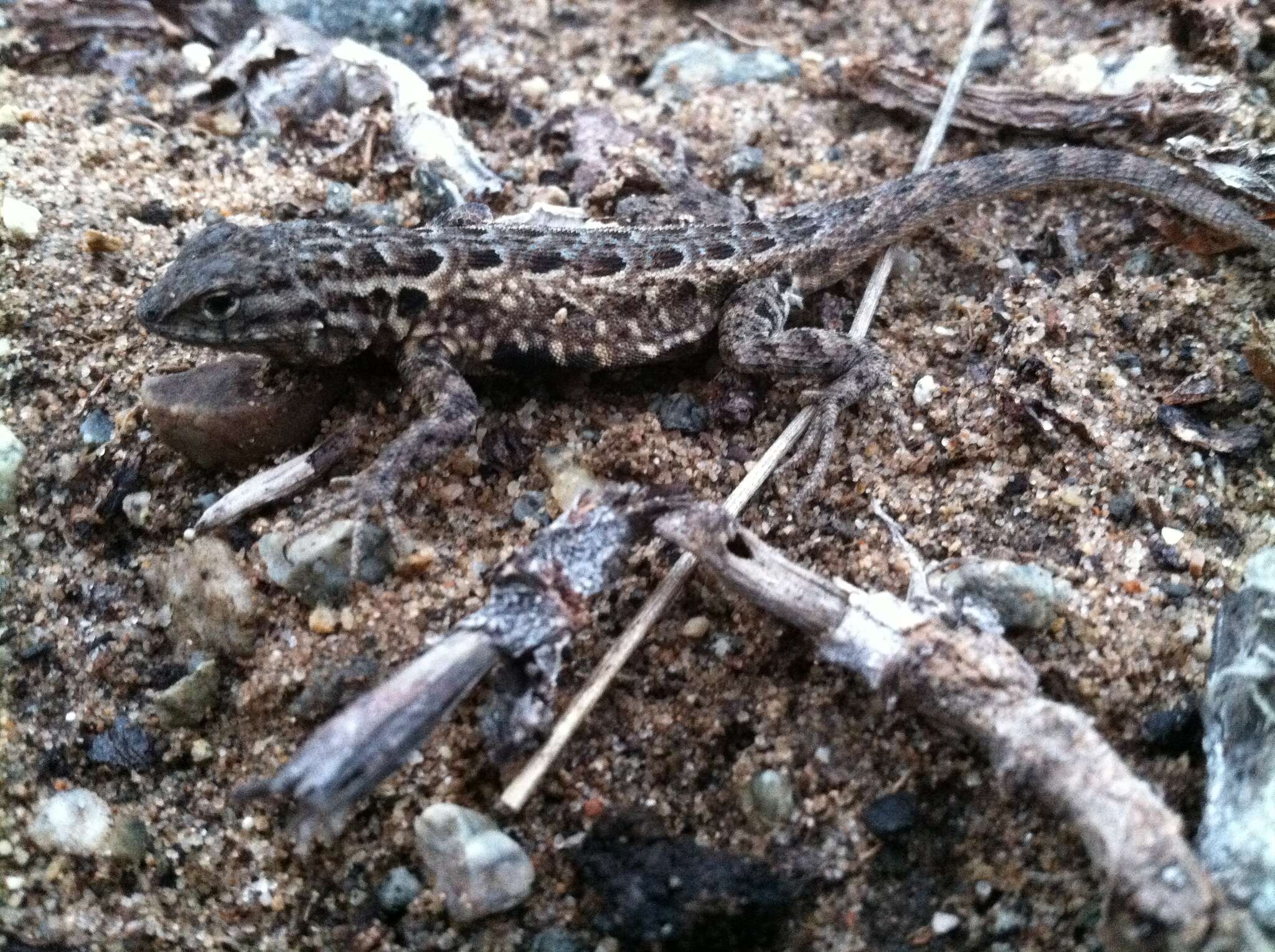 Image of Uta stansburiana elegans Yarrow 1882