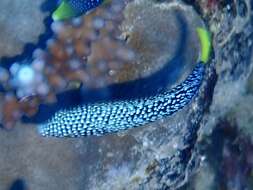 Image of Dotted Wrasse