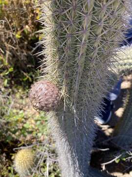 Trichocereus chiloensis subsp. litoralis resmi