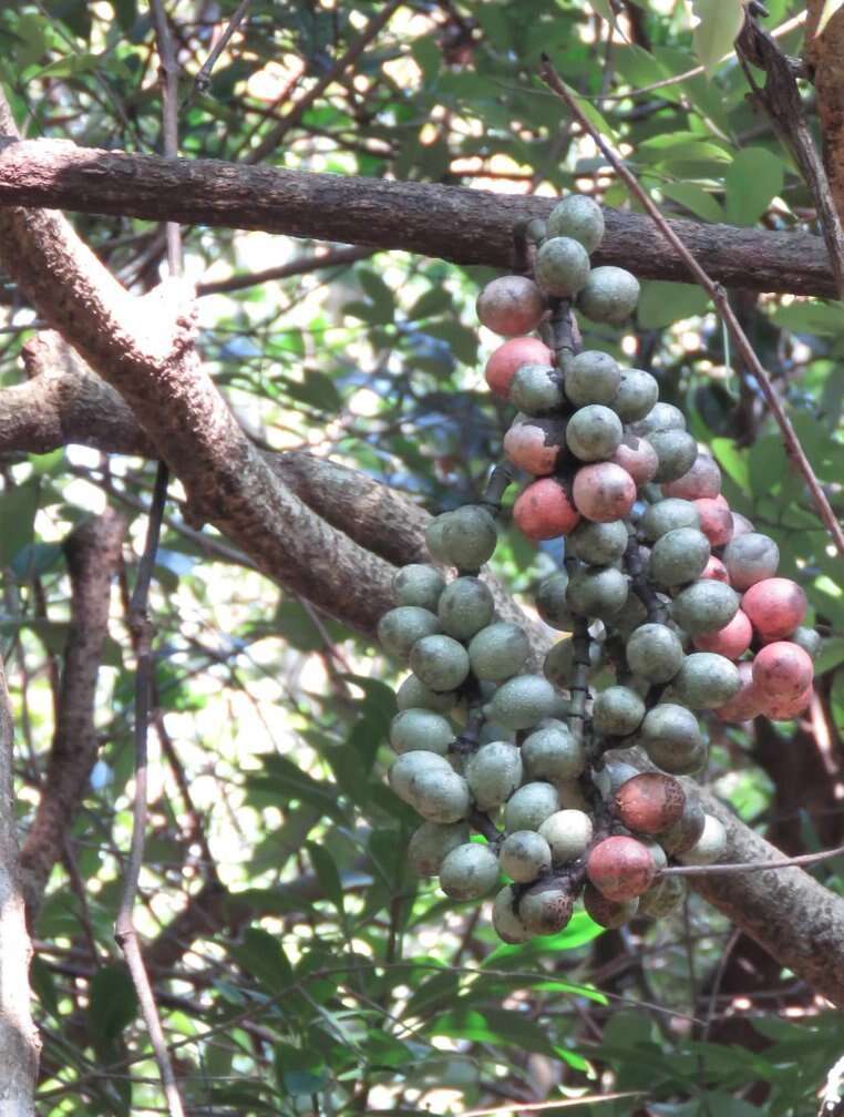 Gnetum luofuense C. Y. Cheng resmi