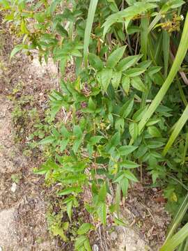 Image of Rubus fraxinifolius Poir.