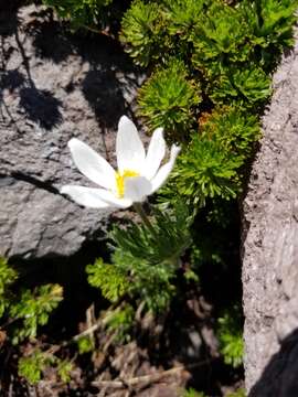 Anemone drummondii S. Wats. resmi