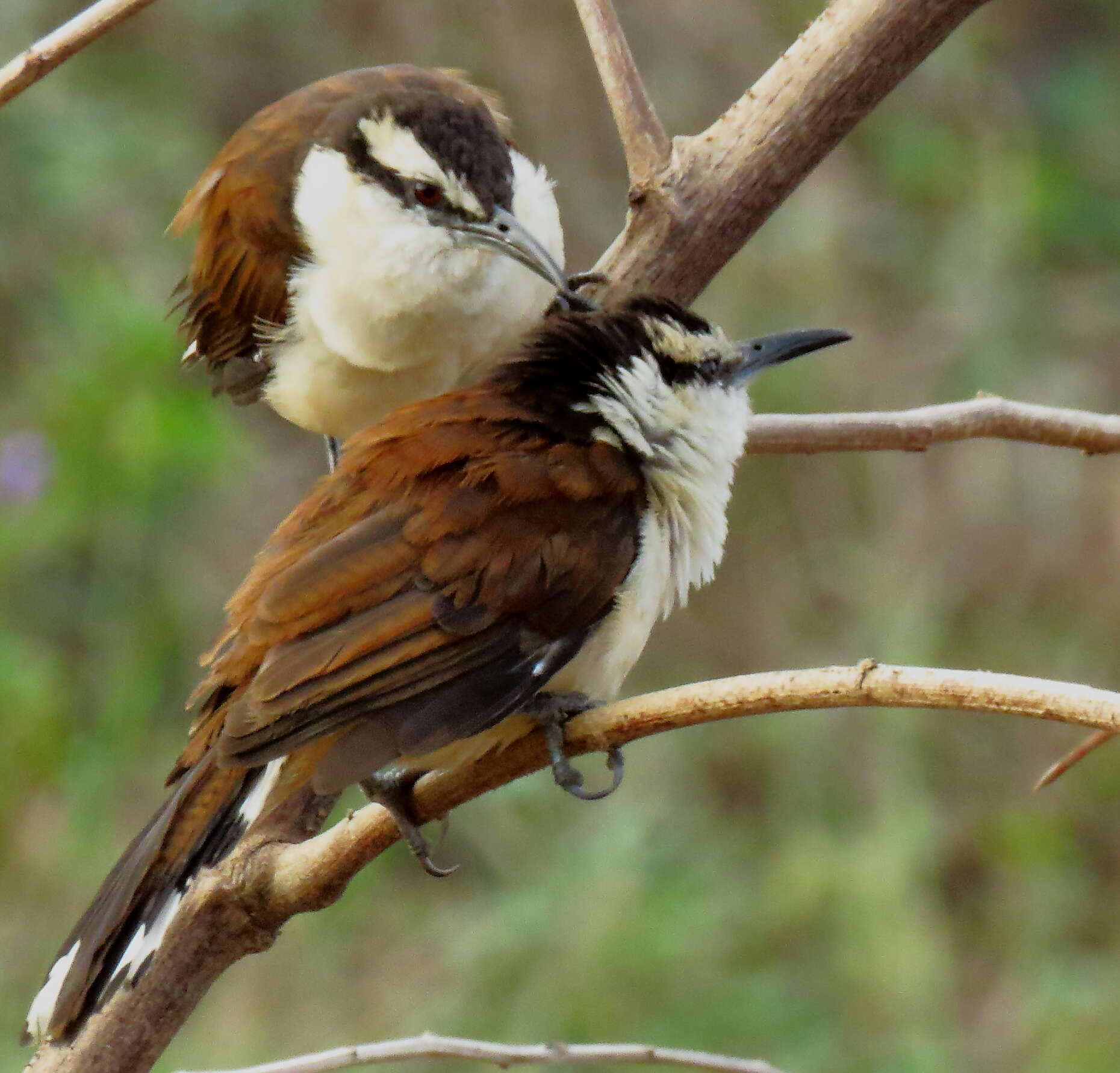 Image of Bicolored Wren