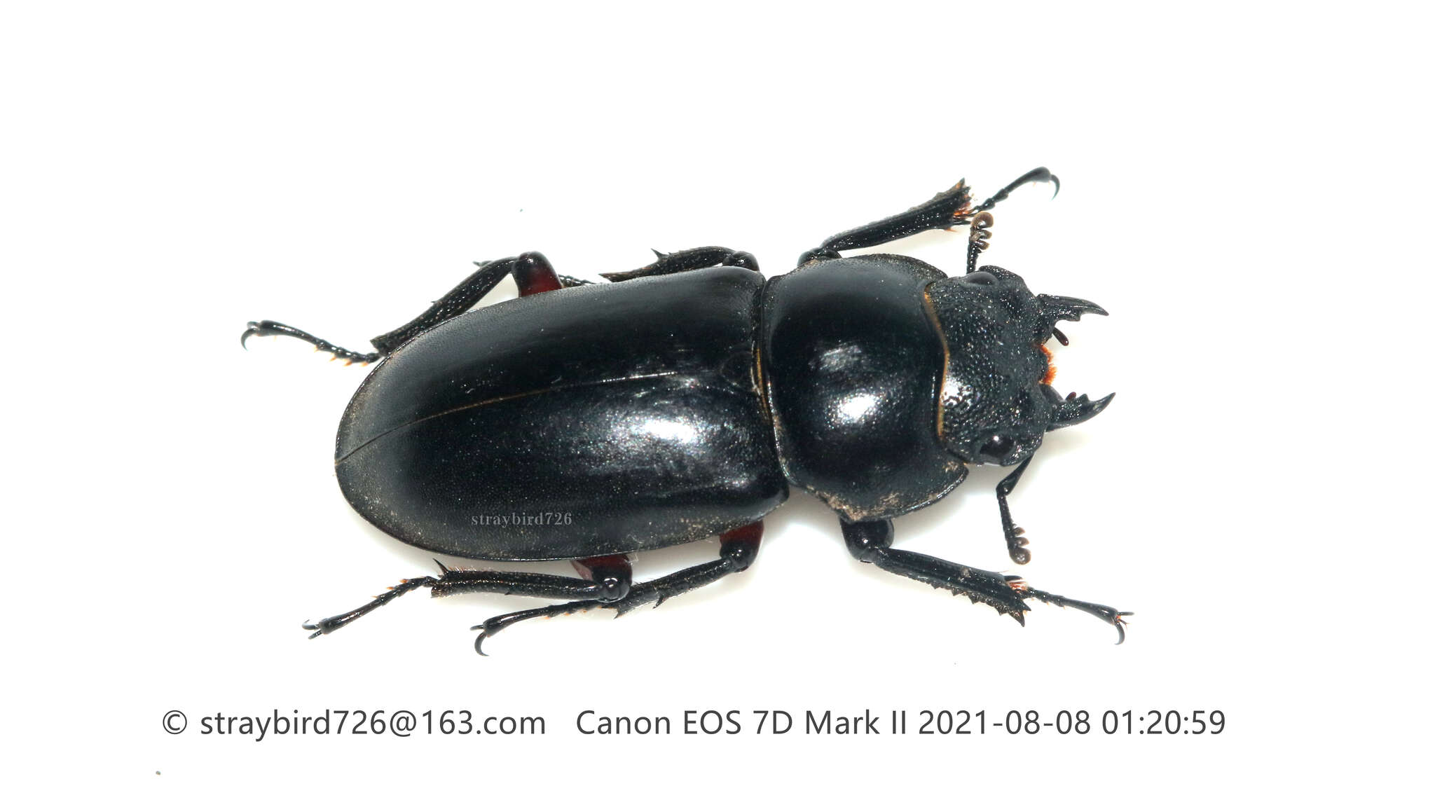 Image of Dorcus rubrofemoratus chenpengi (Li 1992)