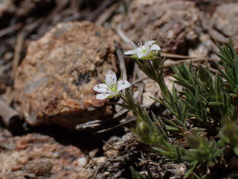 Image of Nuttall's sandwort